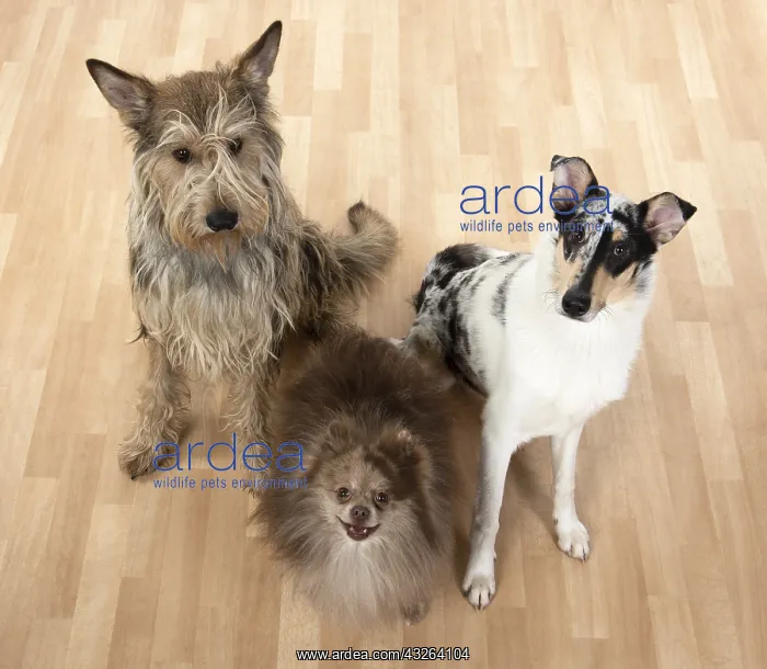 : DOG. Picardy sheepdog, Pomeranean & smooth Collie : DOG. Picardy sheepdog, Pomeranean & smooth Collie