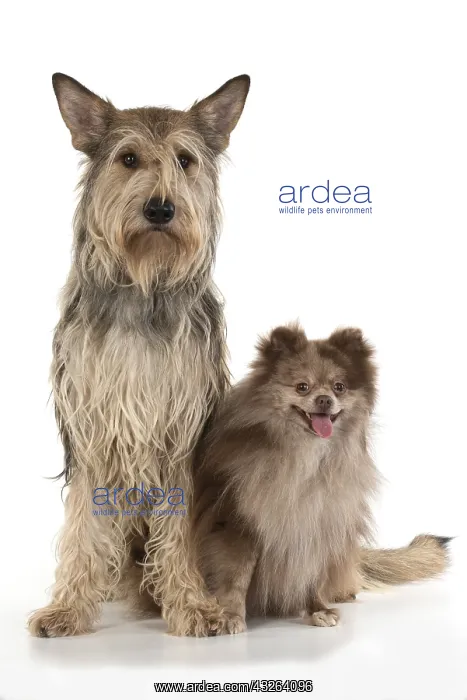 : DOG. Picardy sheepdog, with a Pomeranian, sitting : DOG. Picardy sheepdog, with a Pomeranian, sitting