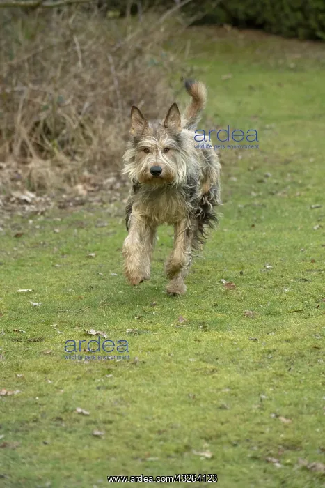: DOG. Picardy Sheepdog, running to camera : DOG. Picardy Sheepdog, running to camera