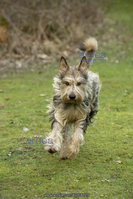 : DOG. Picardy Sheepdog, running to camera : DOG. Picardy Sheepdog, running to camera