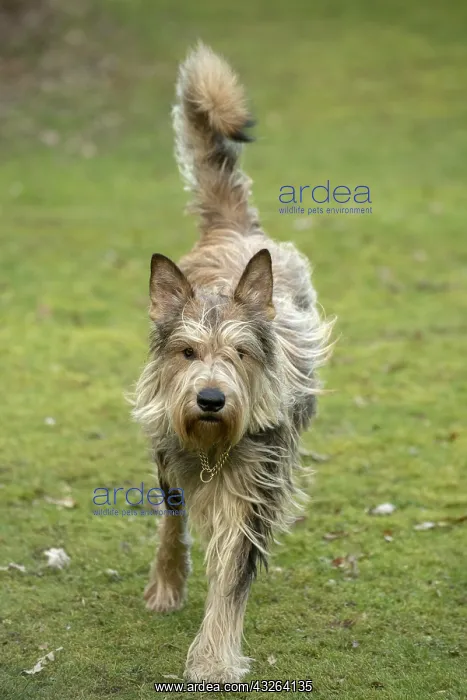 : DOG. Picardy Sheepdog, running to camera : DOG. Picardy Sheepdog, running to camera