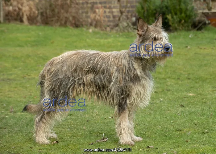 : DOG. Picardy sheepdog, standing : DOG. Picardy sheepdog, standing