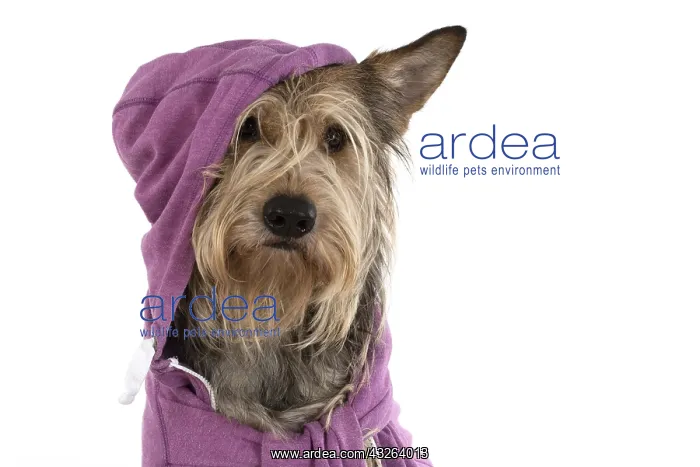 : DOG. Picardy Sheepdog wearing a hoody, studio : DOG. Picardy Sheepdog wearing a hoody, studio