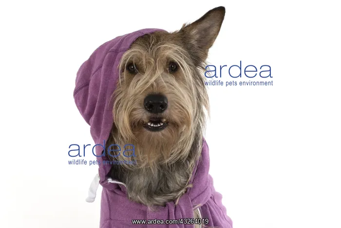 : DOG. Picardy Sheepdog wearing a hoody, studio : DOG. Picardy Sheepdog wearing a hoody, studio