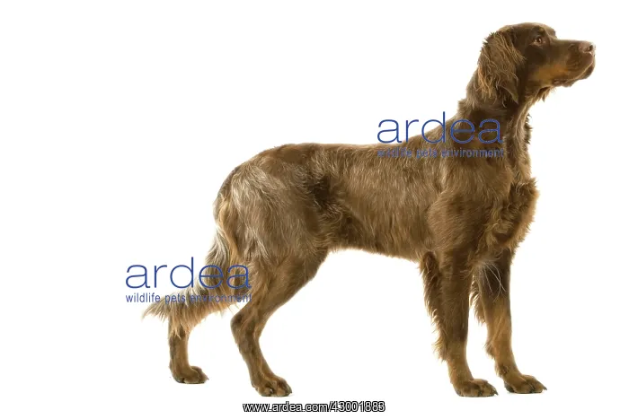 : Dog - Picardy Spaniel : Dog - Picardy Spaniel