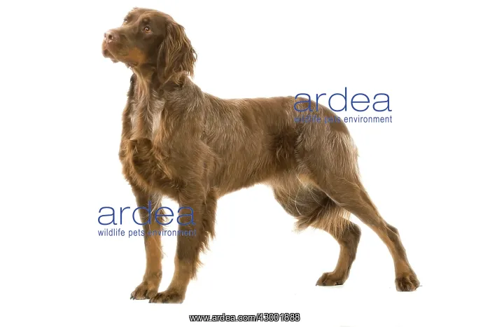 : Dog - Picardy Spaniel : Dog - Picardy Spaniel