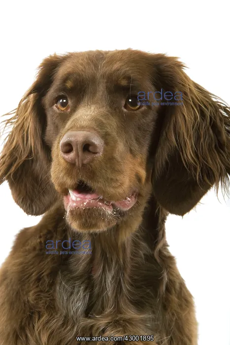 : Dog - Picardy Spaniel : Dog - Picardy Spaniel