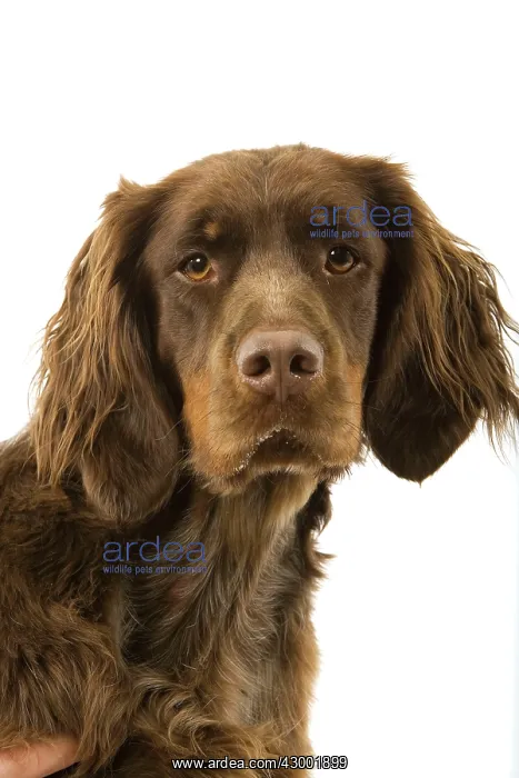 : Dog - Picardy Spaniel : Dog - Picardy Spaniel