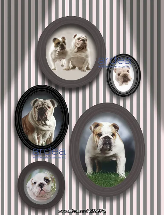 : Dog - pictures of English Bulldogs in frames on wall : Dog - pictures of English Bulldogs in frames on wall