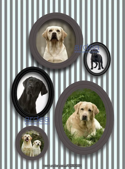 : Dog - pictures of Labradors in frames on wall : Dog - pictures of Labradors in frames on wall