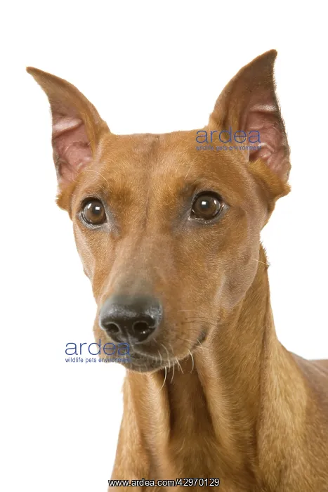  : Dog - Pinscher