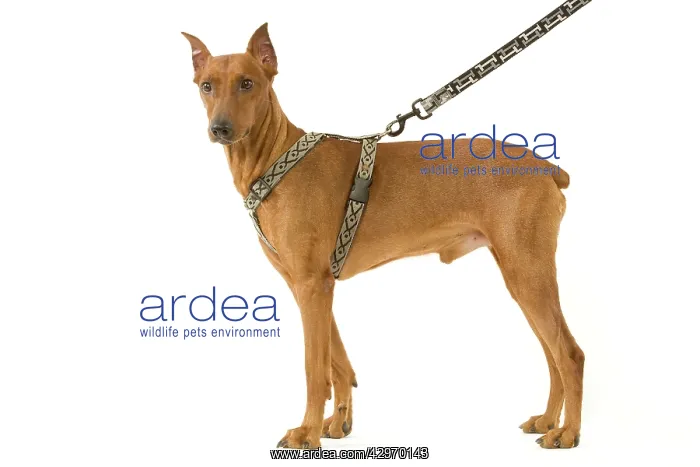  : Dog - Pinscher