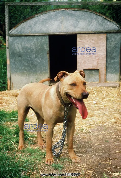  : DOG - PIT BULL TERRIER chained