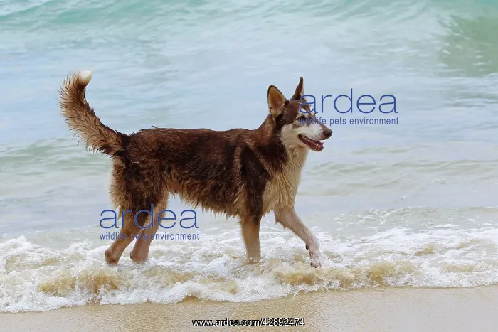 : Dog playing on the beach