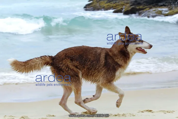 : Dog - playing on the beach : Dog - playing on the beach