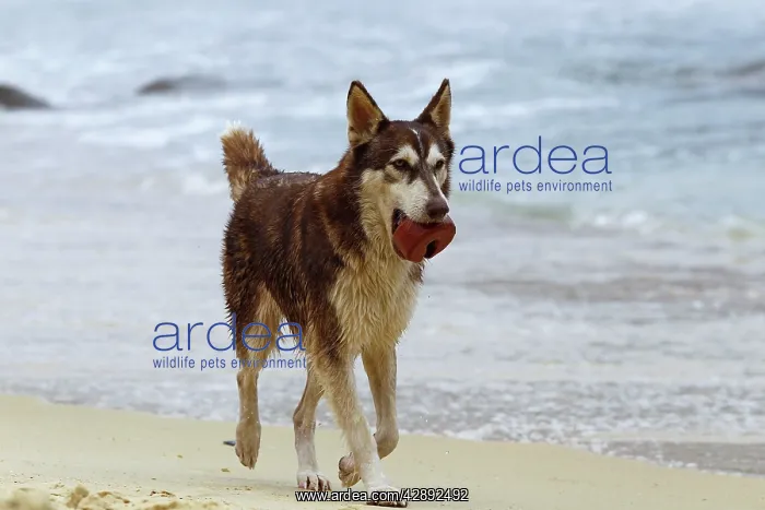 : Dog - playing on the beach : Dog - playing on the beach