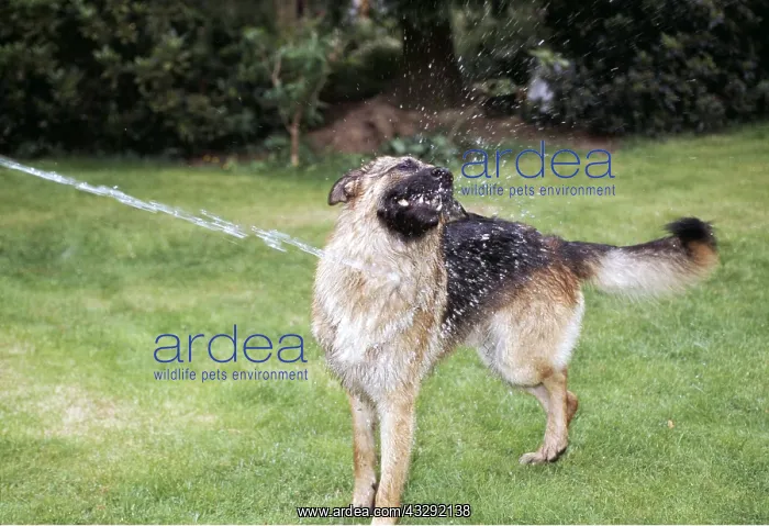 : DOG - Playing with water hose : DOG - Playing with water hose