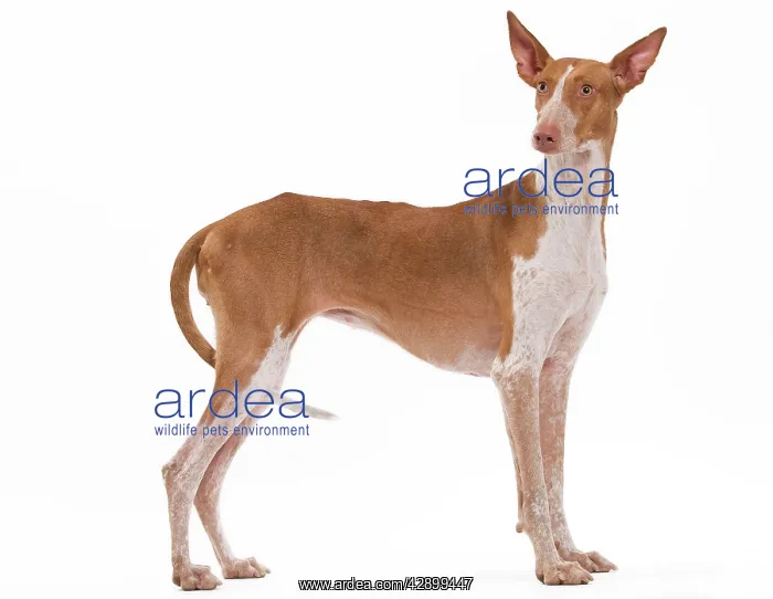 : Dog - Podenco Canario : Dog - Podenco Canario