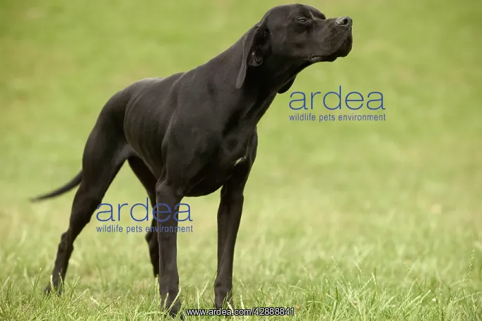  : Dog - Pointer