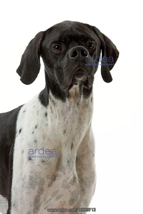  : Dog - Pointer