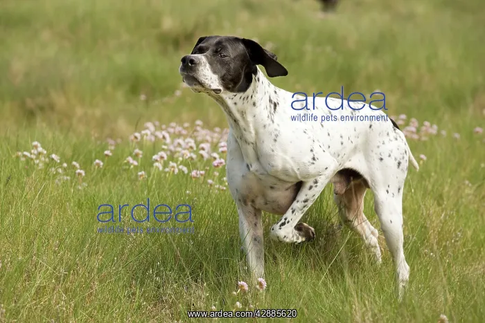  : Dog - Pointer - pointing