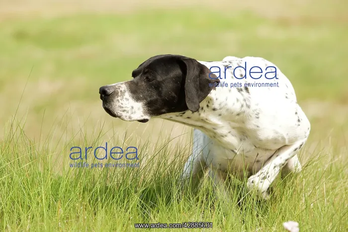 : Dog - Pointer - pointing