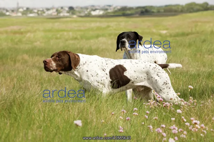  : Dog - Pointers