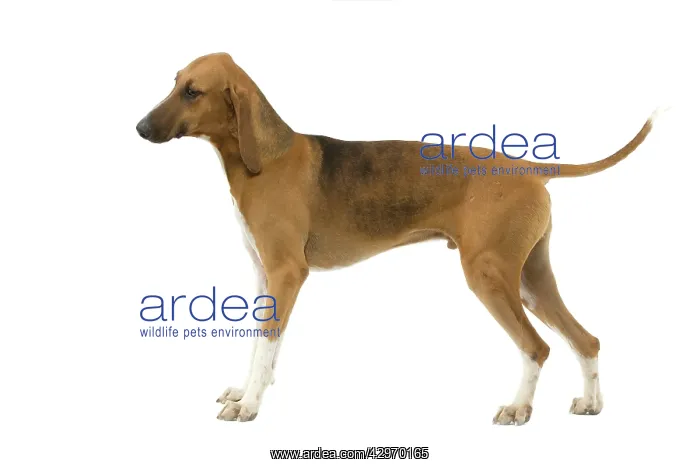  : Dog - Poitevin Hound