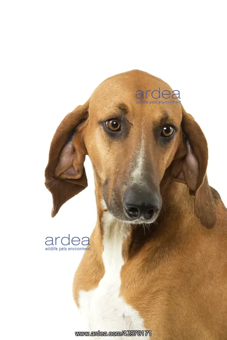  : Dog - Poitevin Hound