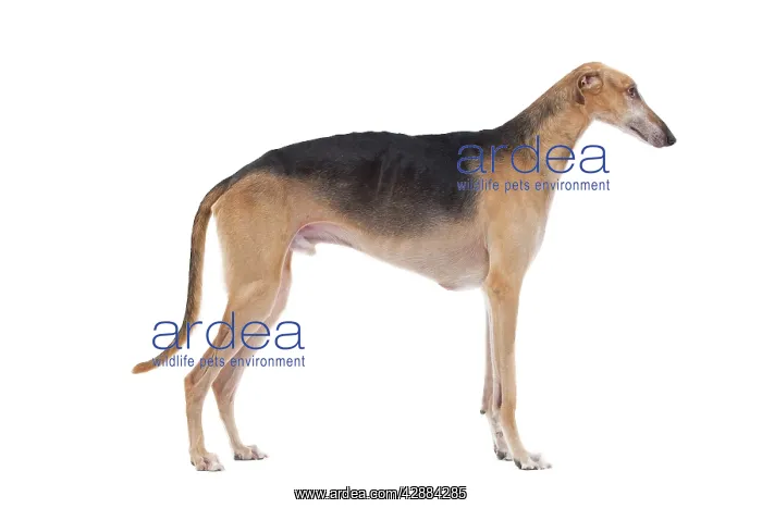 : Dog - Polish Greyhound : Dog - Polish Greyhound