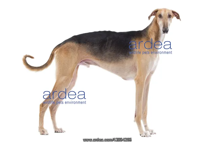: Dog - Polish Greyhound : Dog - Polish Greyhound