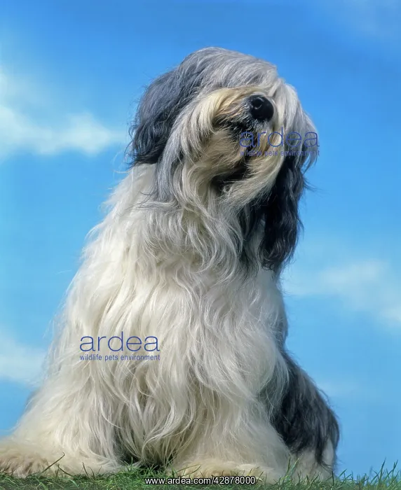  : Dog - Polish Lowland Sheepdog
