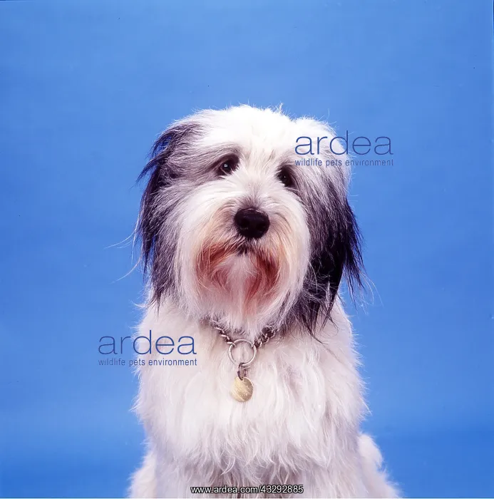 : DOG - Polish Lowland Sheepdog : DOG - Polish Lowland Sheepdog
