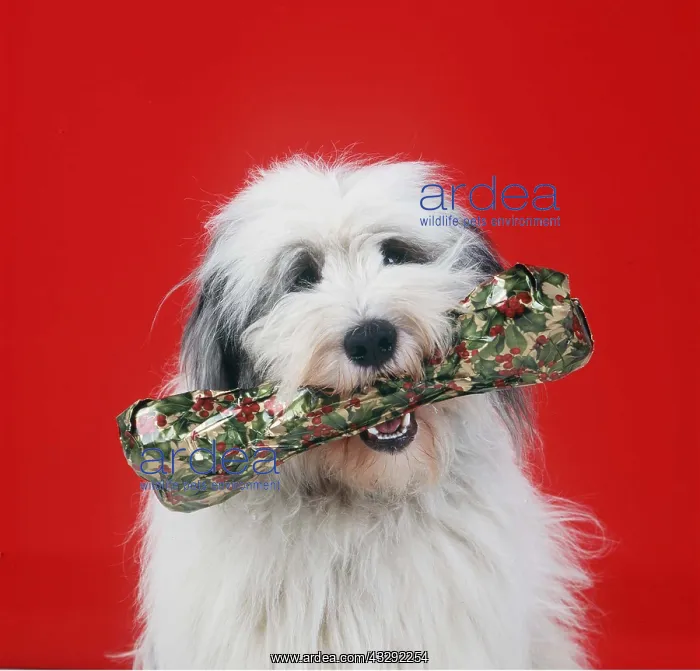 : DOG - Polish Lowland Sheepdog with a Christmas wrapped bone : DOG - Polish Lowland Sheepdog with a Christmas wrapped bone