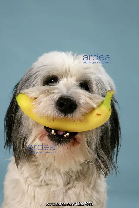  : Dog - Polish Lowland Sheepdog holding a banana