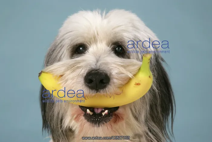  : Dog - Polish Lowland Sheepdog holding a banana