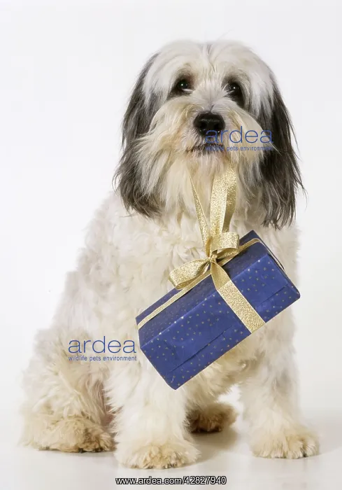 : Dog - Polish Lowland Sheepdog holding Christmas present : Dog - Polish Lowland Sheepdog holding Christmas present