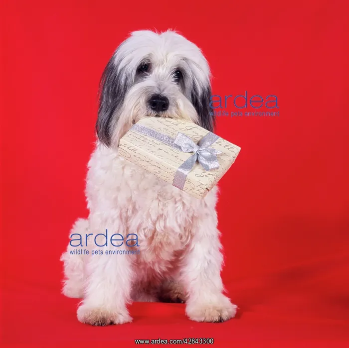 : DOG - Polish Lowland Sheepdog holding Christmas present : DOG - Polish Lowland Sheepdog holding Christmas present
