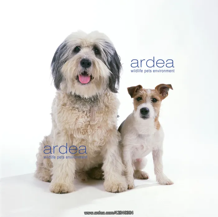 : DOG - Polish Lowland Sheepdog with Jack Russell Terrier : DOG - Polish Lowland Sheepdog with Jack Russell Terrier