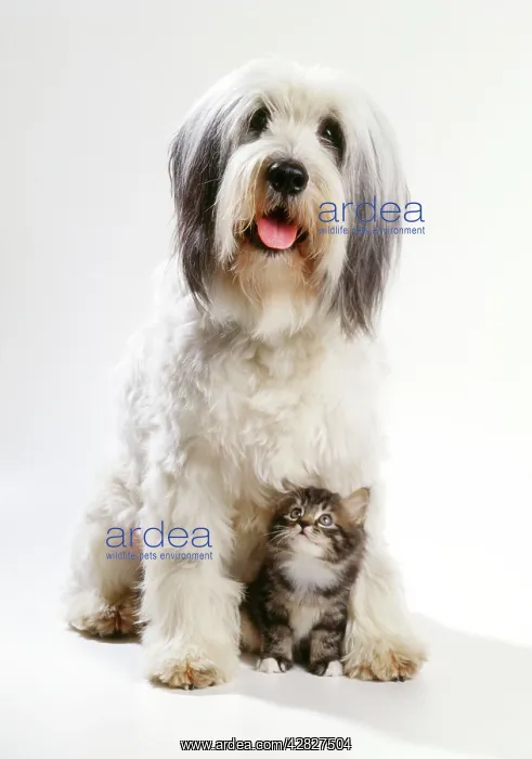  : Dog - Polish Lowland Sheepdog - with kitten