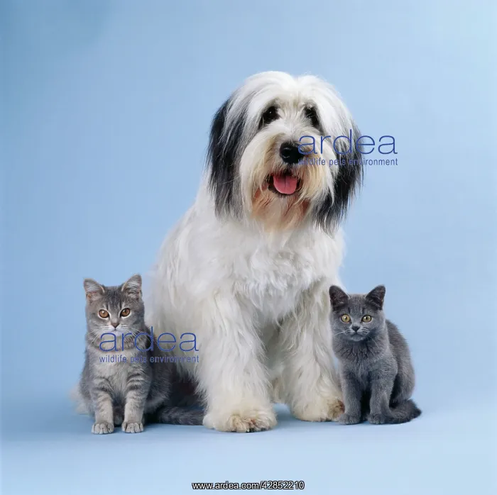 : DOG - Polish lowland Sheepdog with two kittens