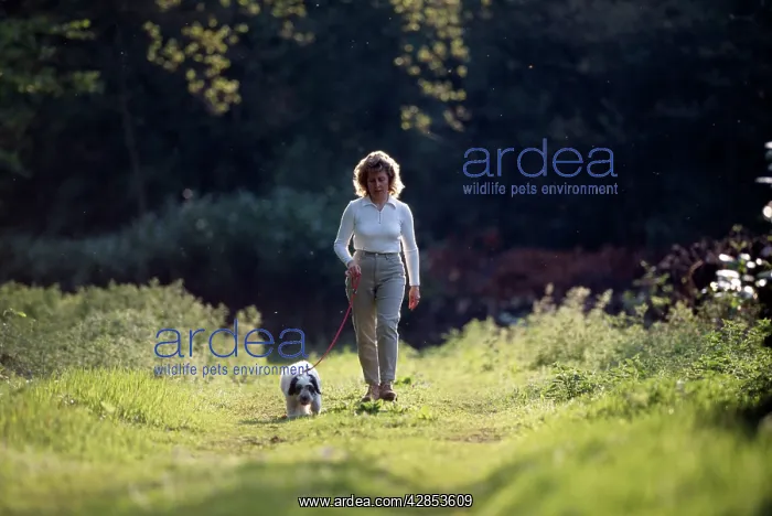  : Dog - Polish lowland sheepdog on lead, being walked
