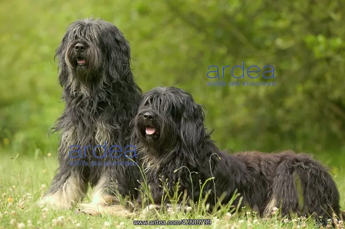 : DOG - Polish Lowland SHEEPDOG / Polski Owczarek Nizinny : DOG - Polish Lowland SHEEPDOG / Polski Owczarek Nizinny
