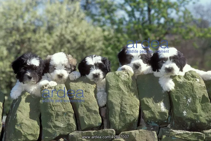 : DOG - Polish Lowland Sheepdog Puppies, five peer over wall : DOG - Polish Lowland Sheepdog Puppies, five peer over wall