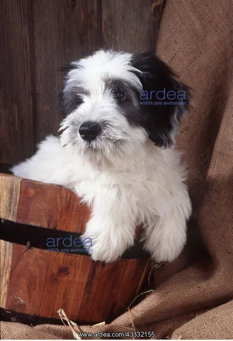 : DOG - Polish Lowland Sheepdog, puppy in tub : DOG - Polish Lowland Sheepdog, puppy in tub