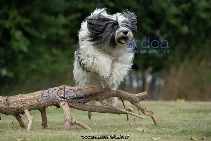  : DOG. Polish Lowland Sheepdog, running in a garden