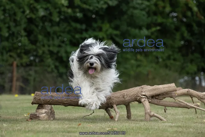: DOG. Polish Lowland Sheepdog, running in a garden : DOG. Polish Lowland Sheepdog, running in a garden