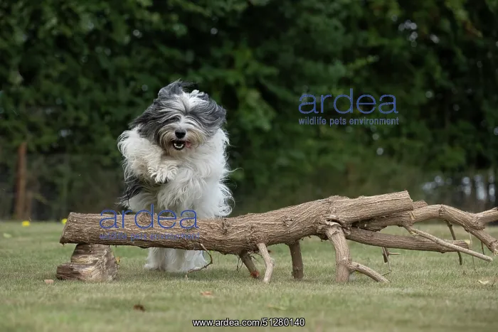  : DOG. Polish Lowland Sheepdog, running in a garden