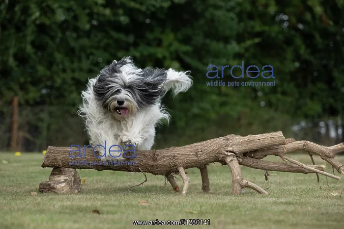 : DOG. Polish Lowland Sheepdog, running in a garden : DOG. Polish Lowland Sheepdog, running in a garden