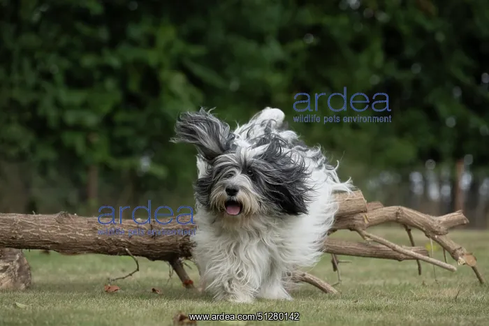  : DOG. Polish Lowland Sheepdog, running in a garden